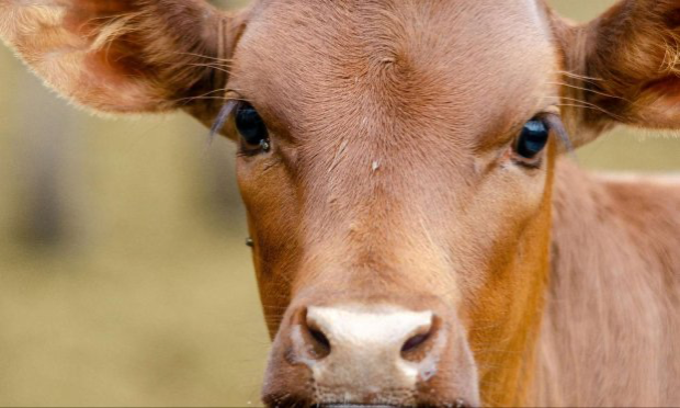 Petition : Pour une application de l'article 515-14 dans les élevages et abattoirs français