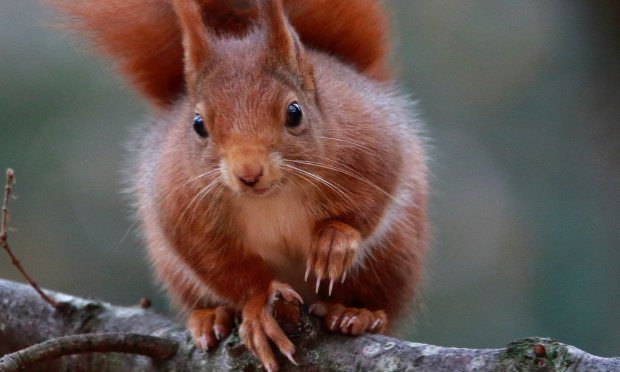 Petition : Non à la dérogation : protégeons les espèces de la Côte Sainte-Catherine »