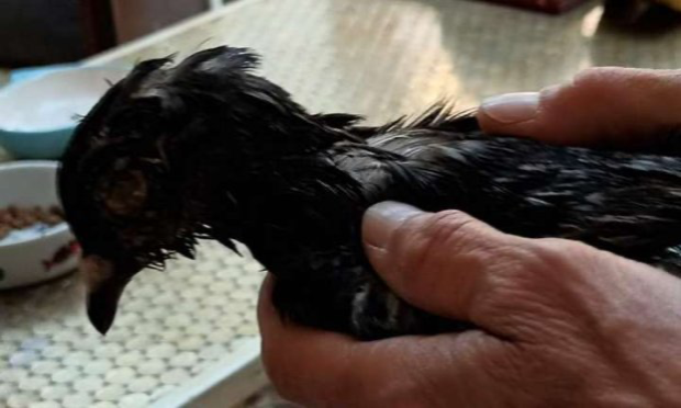 Petition : Maintenir le nourrissage encadré des pigeons placés sous contraception à Bruxelles-ville