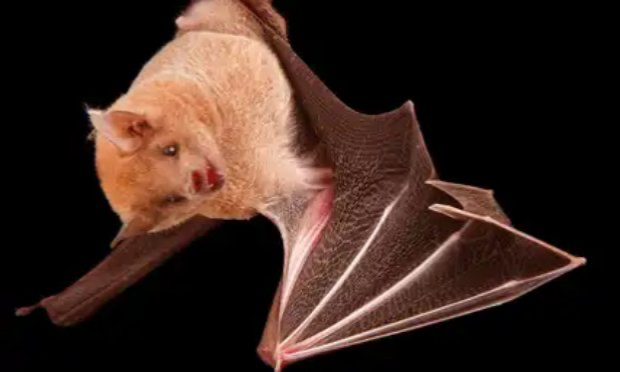 Petition : Non à la dérogation : protégeons les espèces de la Côte Sainte-Catherine »