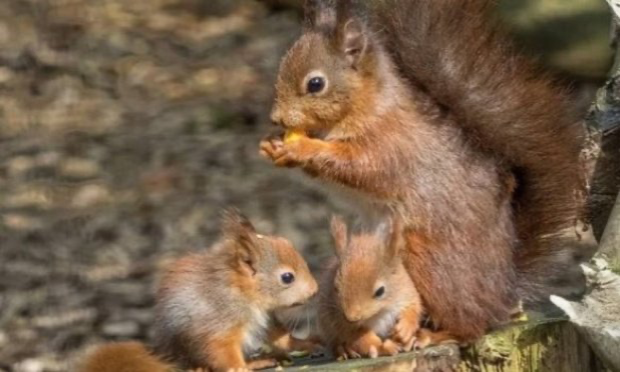 Petition : Non à la dérogation : protégeons les espèces de la Côte Sainte-Catherine »