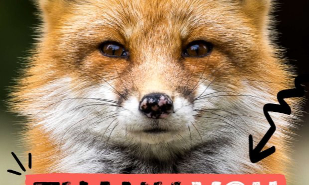 Pétition : Interdiction des ventes de fourrures animales à Paris