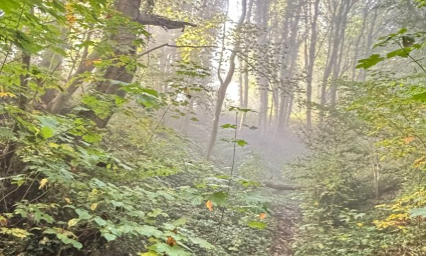 Petition : Non à la dérogation : protégeons les espèces de la Côte Sainte-Catherine »