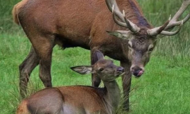 Petition : Pour sauver les cervidés de la forêt domaniale de Roumare