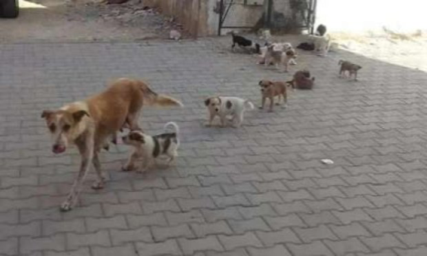 Petition : Extermination des pauvres chiens sans abri du maroc : le violent coup de gueule de David Halliday - informons massivement avec les pétitions !