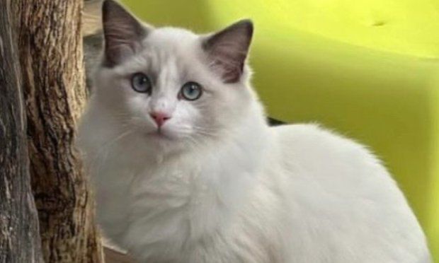 Petition : Justice for Zéphir brutally tortured, found dying