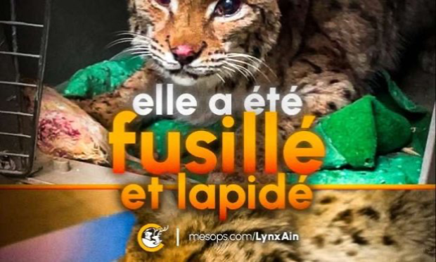 Petition : Justice exemplaire pour la femelle  lynx lapidée et fusillée dans l'Ain