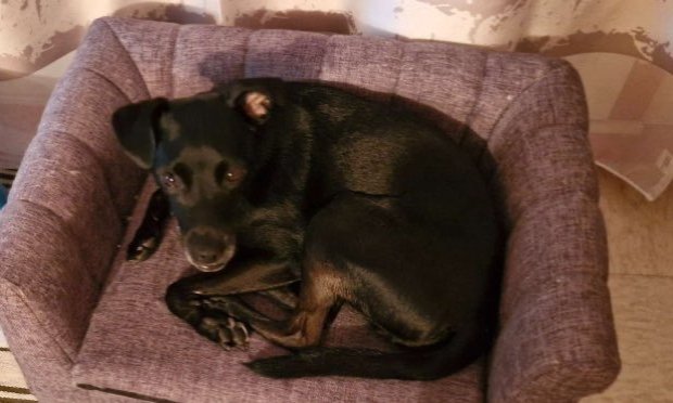 Petition : Agression de ma petite chienne Tempête : pour que tous les chiens soient tenus en laisse