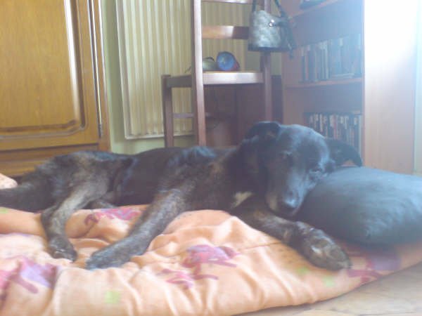 SOS Contre la cruauté animale