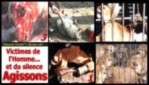 Que le Monde "civilisé" inflige des embargos sur ces pays responsables d'atrocité sur les animaux