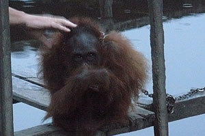 Halte à la prostitution des orangs-outans en Asie !