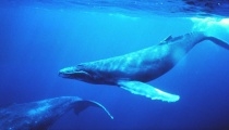 La France doit protéger le sanctuaire baleinier austral.