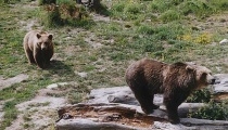 L'Etat Français lâche l'ours des Pyrénées