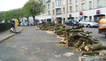 NON à l'abattage systematique des arbres de la ville de Tours !