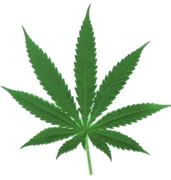 pour la légalisation de la marihuana