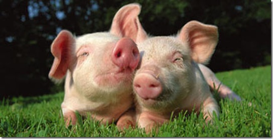 Non aux souffrances inutiles des porcs au Canada