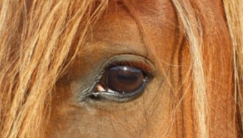 Arrêtons l'abattage des chevaux et la réouverture des abattoirs aujourd'hui aux USA