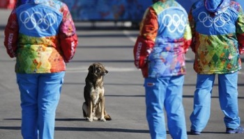 Russie - Jeux olympiques - Refuser le massacre des animaux errants