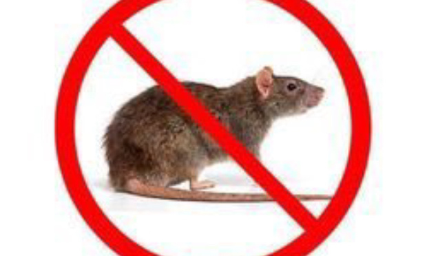 Pour que la mairie de Levallois Perret se mobilise pour dératiser la ville