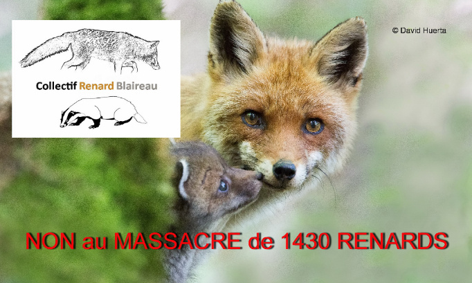 NON au MASSACRE de 1430 renards en Seine-Maritime!