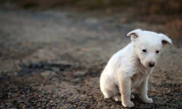 Stop à l’abandon de vos animaux en vacances