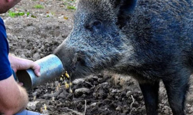 Protéger l'animal sauvage apprivoisé par l'Homme