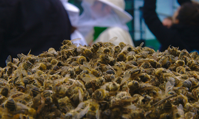 CONTRE le retour des néonicotinoïdes, ces pesticides tueurs d’abeilles !