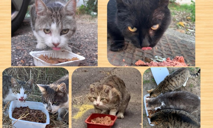 Autorisation de nourrir les chats errants/libres en France