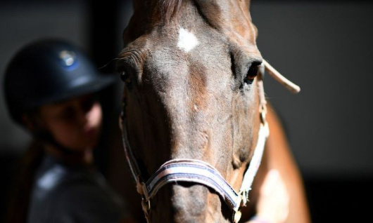 Soutien aux 2 propriétaires de chevaux à Rosporden (29)