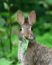 Petition gegen den Kurs von "Kleintierschlachtung"