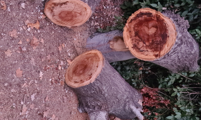 Arrêtez de couper les arbres à Aix-en-Provence.