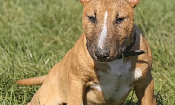 2 ans de prison ferme  pour l'individu ayant martyrisé, pendu et noyé un bull terrier à Lançon ( provence)