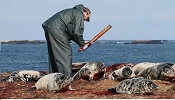 Halte aux massacres des phoques