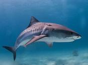 Contre la tuerie de requins tigres et bouledogues sur l'ile de la réunion
