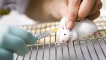 Pour des alternatives aux vaccins obligatoires testés sur les animaux