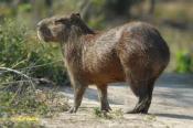 Legalization of Capybara in europe