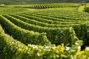 Mobilisation pour la plus grande collection au monde de cépages de vigne en France