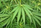Légaliser le cannabis