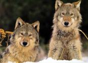 Pour la Sauvegarde du Loup en France  -  Directive 92/43/CEE et  Convention de Berne