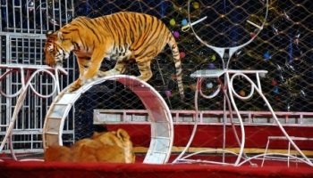 Contre les animaux dans les cirques