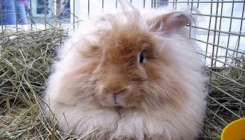 Arrêter la torture des lapins angora en Chine pour la production de fourrure / Stop the torture of the angora rabbits in china for the angora production !