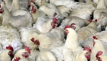 Interdiction de nourrir aux antibiotiques les animaux d'élevage destinés à la consommation