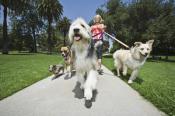 Droit de promenade des chiens sans laisse dans les allées cavalières du Champ de Mars