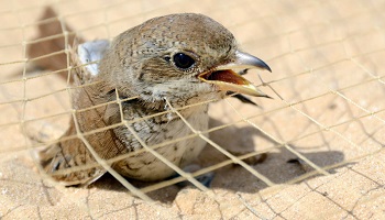 The protection of birds in Egypt