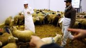 Protégons les agneaux contre l'Aïd el-Kébir