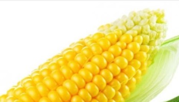 Non aux OGM
