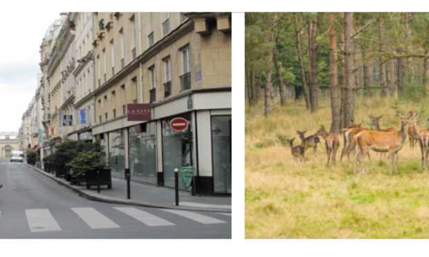 NON AUX PRETEXTES FALLACIEUX POUR PASSE DROIT AUX CHASSEURS.