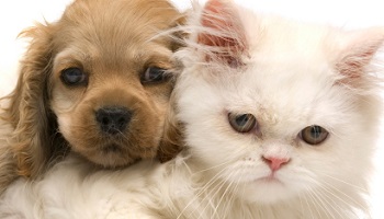 L'europe envisage d'interdire la liberté de déplacement des militants de la cause animale