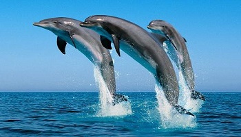 Non au massacre de centaines de dauphins aux îles Féroé