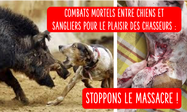 Protégeons les chiens et les sangliers : STOP aux bains de sang organisés par les chasseurs !